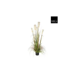 MICA - Herbe panache foxtail en pot, vert H. 150 cm