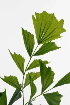 MICA DECORATIONS - Mica decorations - palmier queue-de-poisson plante artificielle vert h150
