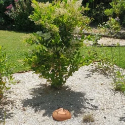 OLLAS ORIGIN - Céramique d'irrigation Ollas Jamet Origin n°1 - 50cl