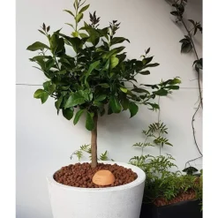 OLLAS ORIGIN - Céramique d'irrigation Ollas Jamet Origin n°2 - 1,5L