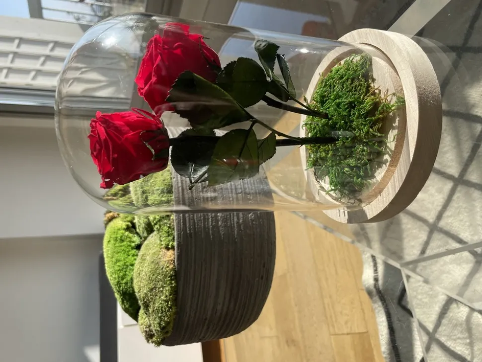 PLANTESTABILISÉE.COM - Roses rouges stabilisées sous cloche - roses stabilisées - décoration d'intérieur - 22 cm
